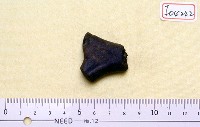 藏品(鹿角基部一段)的圖片